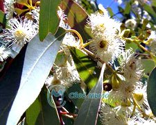 ��������, ������� �����